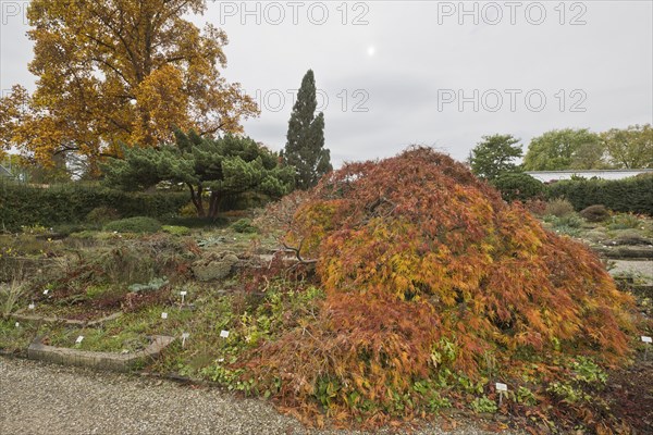 Slit-leaved fan maple