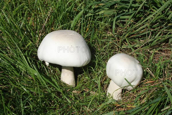 Field mushroom