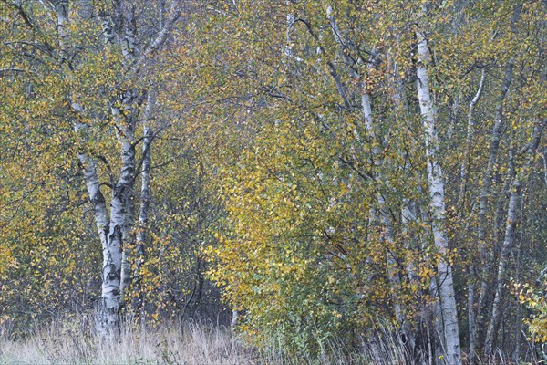 Warty birch