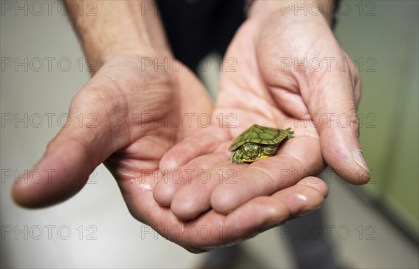 Men's hands holding a North American pond slider