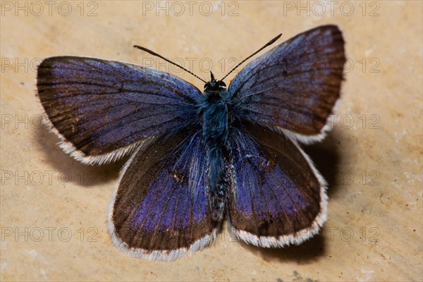 Silver-studded blue