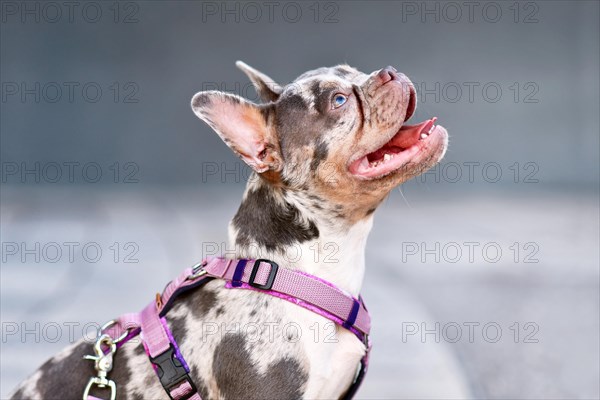 Side view of merle tan French Bulldog dog with long nose wearing pink dog harness