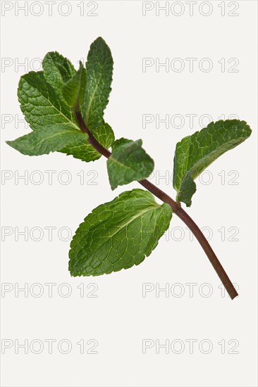 Branch of pepper mint isolated on white background