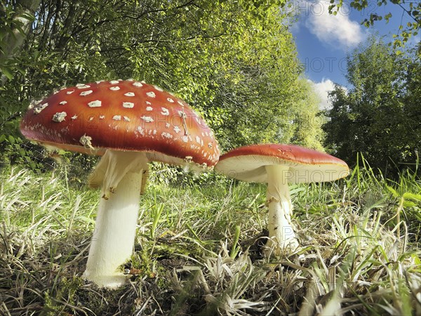 Fly agarics