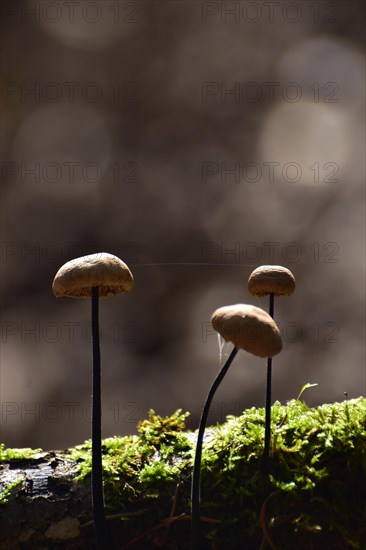 Stringy-stemmed Garlic Swallow