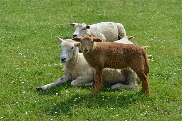 Domestic sheep