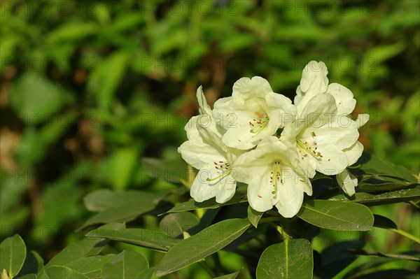 Rhododendron flowers