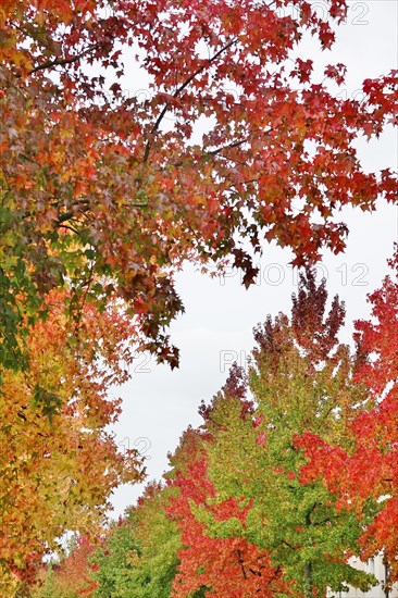 Magnificent amber trees