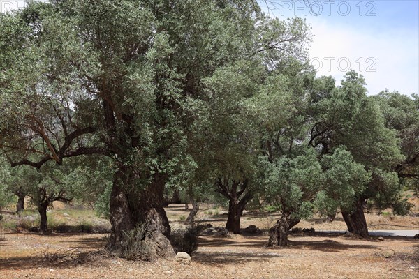 Old olive trees
