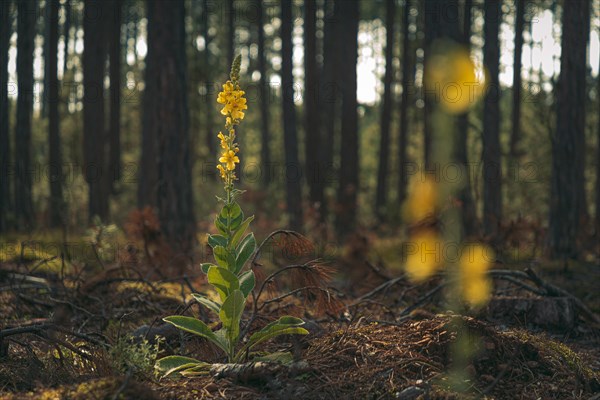 Mullein