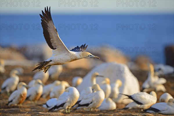 Cape Gannet