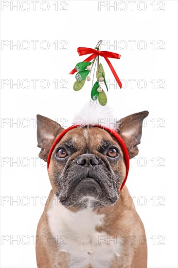 Cute French Bulldog dog wearing Christmas mistletoe headband in front of white background