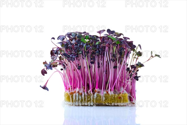 Fresh microgreens. Sprouts of sango radish isolated on white background