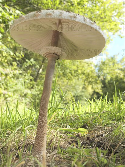 Parasol mushroom