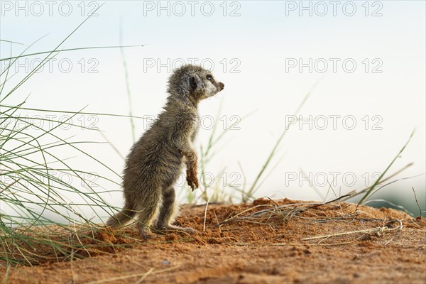 Meerkat