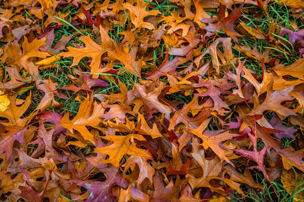 The colourful leaves of a pin oak