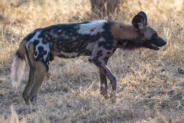 African wild dog