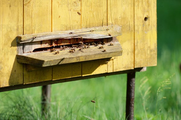 Hive with bees. Domestic bees swarm at beehive