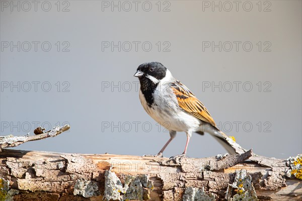 Reed Bunting