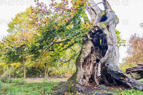 Old hute beech in autumn