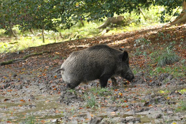 Wild boar