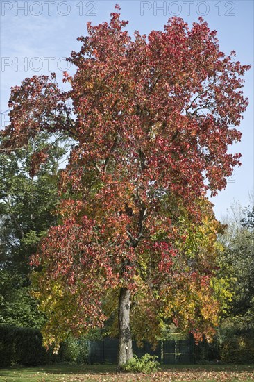 Sweetgum