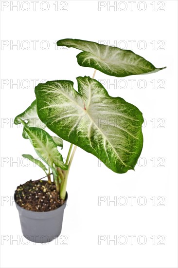 Exotic 'Caladium Aaron' houseplant with large white and green leaves in flower pot isolated on white background