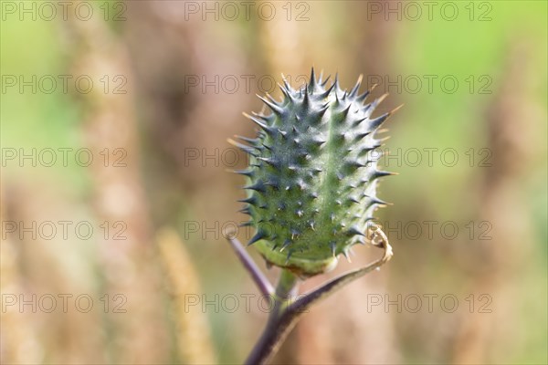 Jimson weed