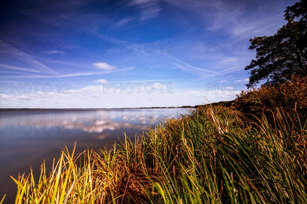 Reed on the shore of Steinhuder Meer with view towards Steinhude in autumn with blue sky and veil clouds