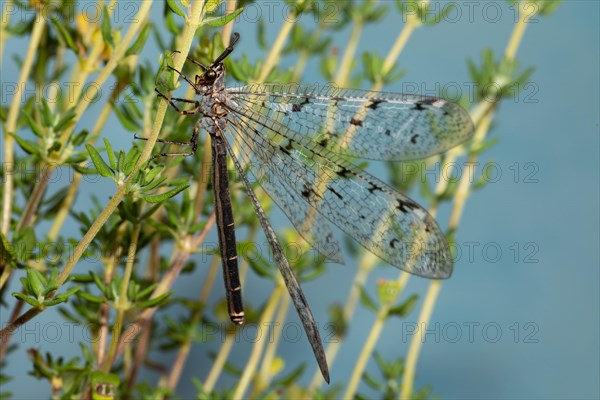 Spotted Ant Damselfly with open wings hanging on green stalks looking left against blue sky