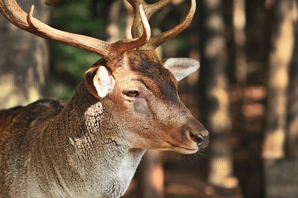 European fallow deer with sickness around eye showing bald furless patch