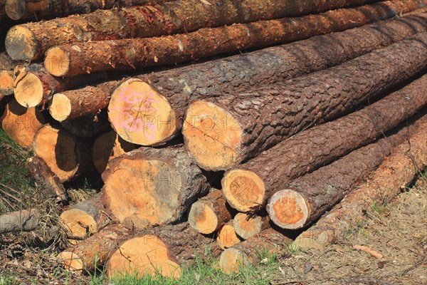 Logs in the forest