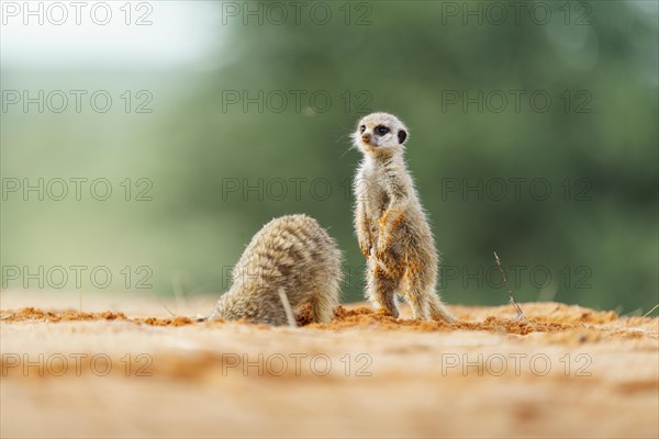 Meerkat baby stands behind its sibling