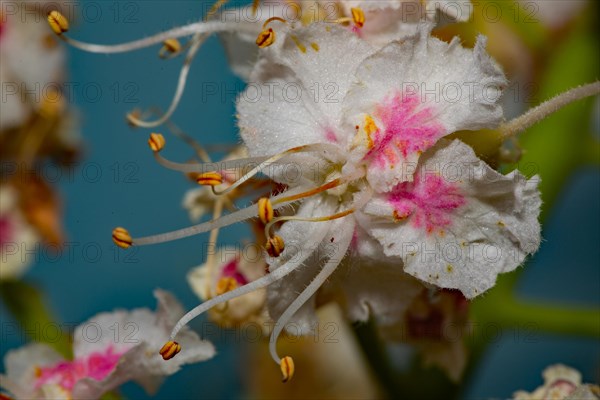 Horse chestnut open white flower