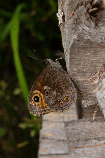 Brown-eyed butterfly with closed wings sitting on tree trunk right looking up