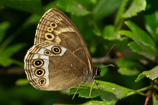 Yellow-bordered butterfly butterfly with closed wings seen on green leaf on the right