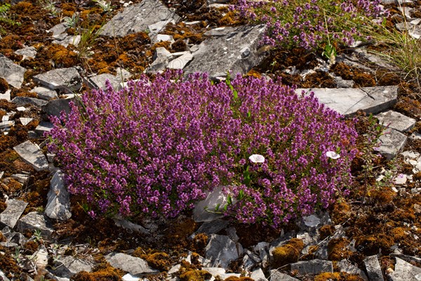 Real thyme cane with many purple flowers in stone surface