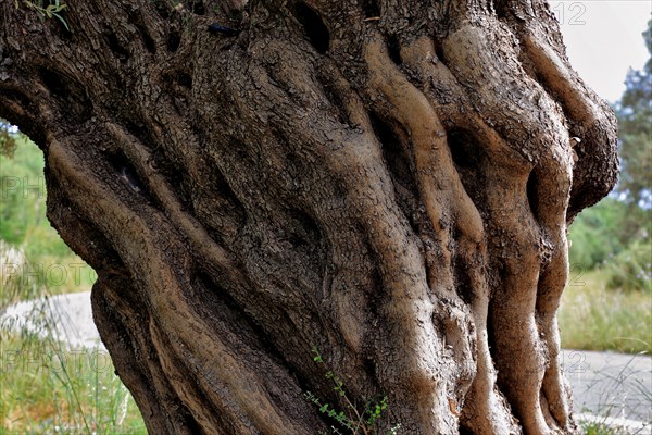 Tree trunk of an old olive tree