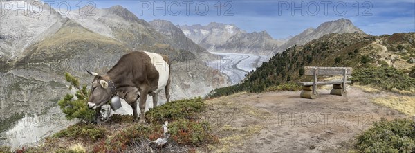 Cow grazing