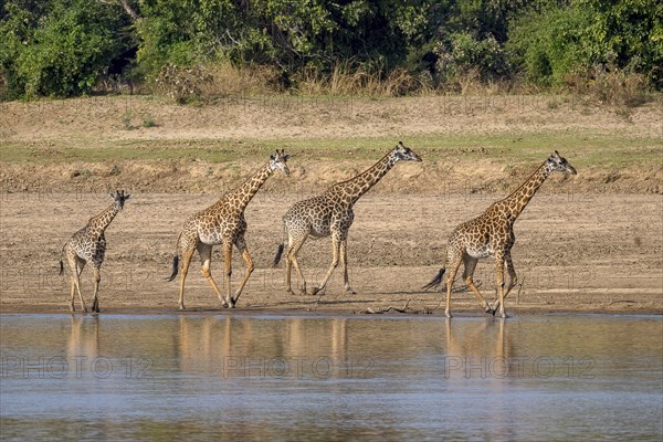 Rhodesian giraffe