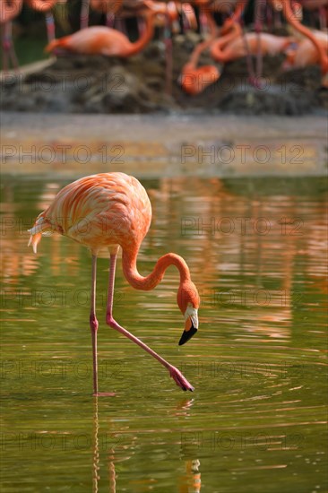 American flamingo