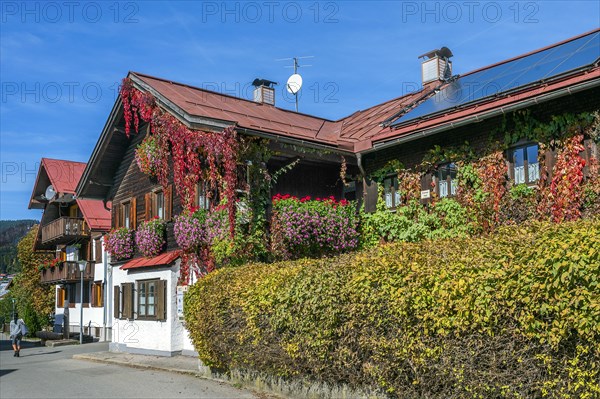 Wooden house with floral decoration and vegetation of widem vine