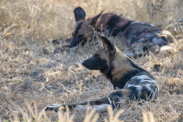 African wild dog