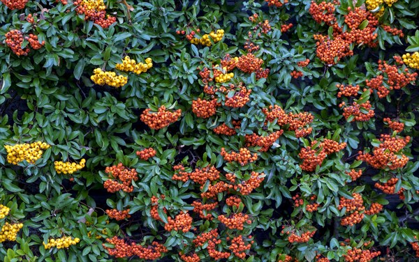 Hedge of firethorn