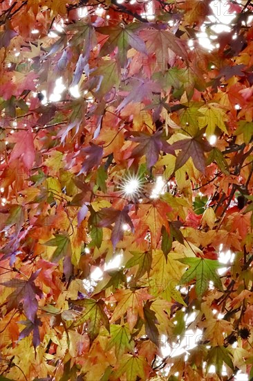 Magnificent amber trees