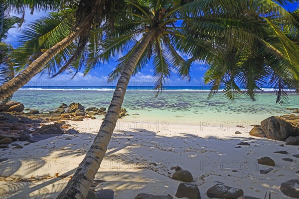 Dream beach Anse Baleine