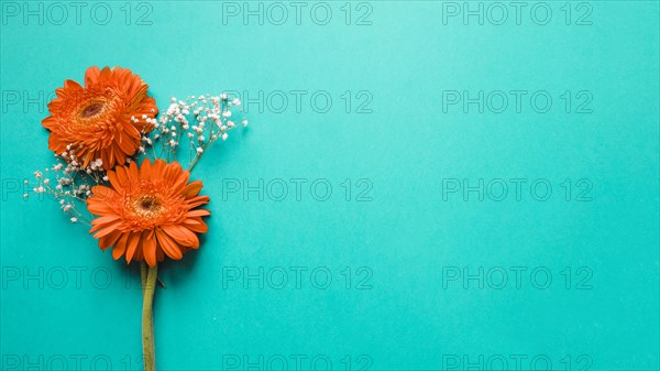 Gerberas white flowers