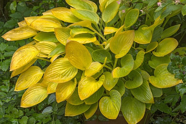 Autumnal Hosta