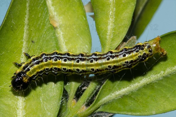 Boxwood caterpillar hanging on green leaf seen on the left