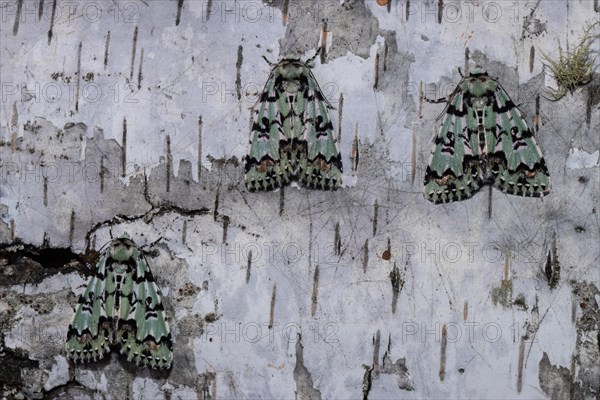 Celadon owl three moths sitting next to each other on a tree trunk seeing different from behind